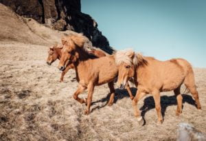 Texto controle o seu cavalo
